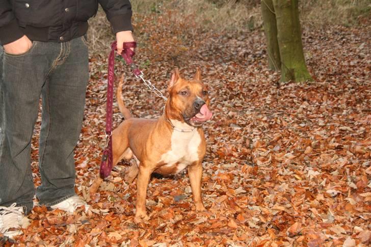 Amerikansk staffordshire terrier Kobe *R.I.P* - 23 Måneder billede 5