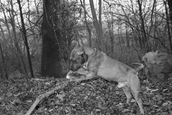 Amerikansk staffordshire terrier Kobe *R.I.P* - 23 Måneder billede 6