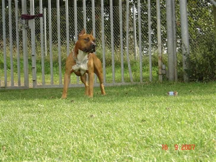 Amerikansk staffordshire terrier Kobe *R.I.P* - Ikke andet en SMUK billede 7