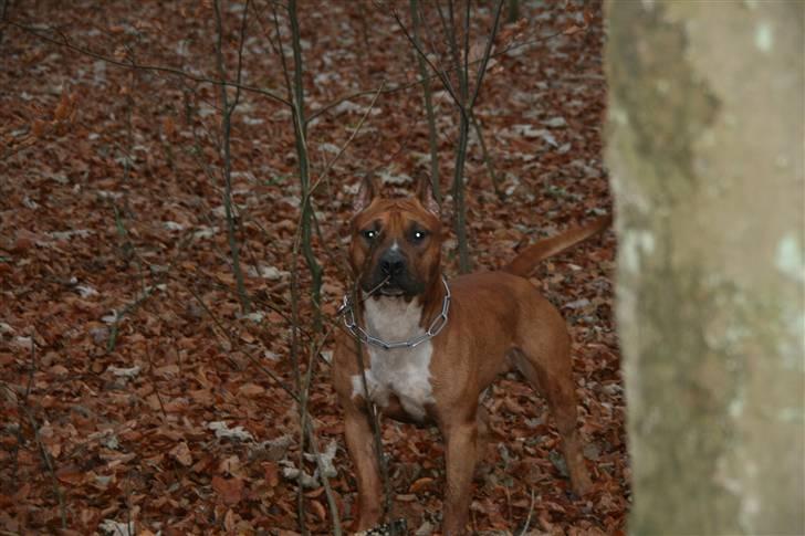 Amerikansk staffordshire terrier Kobe *R.I.P* - 23 Måneder billede 8