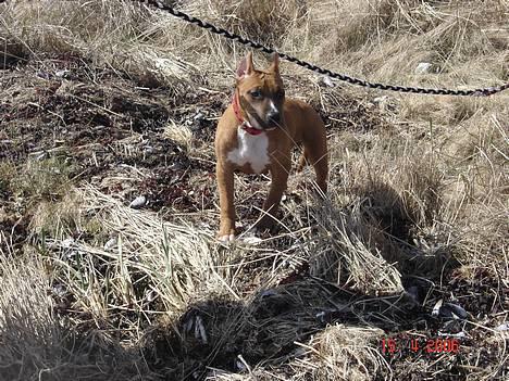 Amerikansk staffordshire terrier Kobe *R.I.P* billede 9
