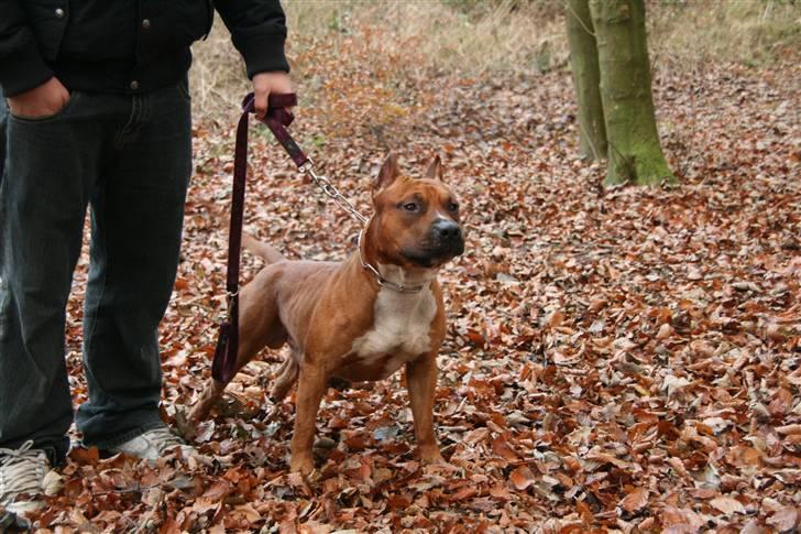 Amerikansk staffordshire terrier Kobe *R.I.P* - 23 Måneder billede 10