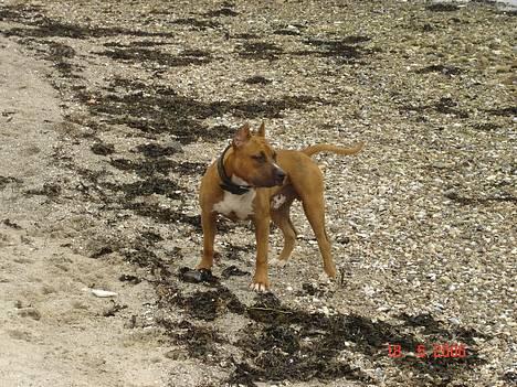 Amerikansk staffordshire terrier Kobe *R.I.P* - Endnu en tur på stranden billede 11