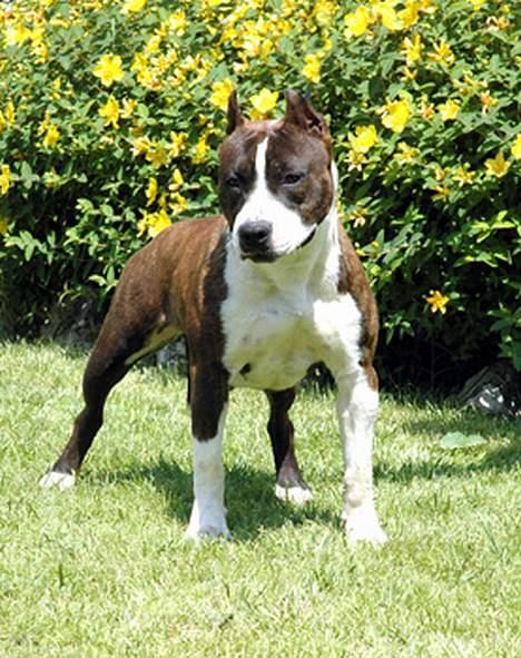 Amerikansk staffordshire terrier Kobe *R.I.P* - Mor: Cuda´s Dragon Viper billede 12