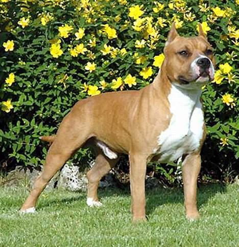 Amerikansk staffordshire terrier Kobe *R.I.P* - Far: Cuda´s El Toro Loco  billede 13