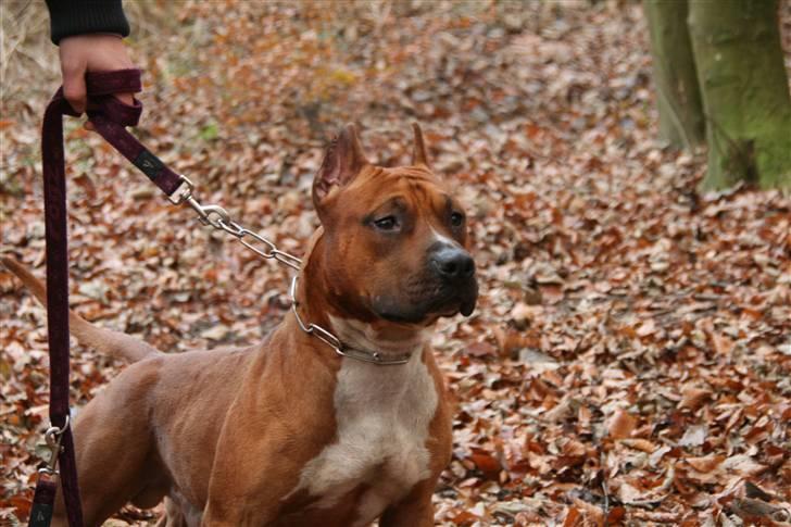 Amerikansk staffordshire terrier Kobe *R.I.P* - Dejlige Kobe. billede 14