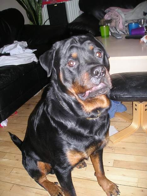 Rottweiler tyson billede 1