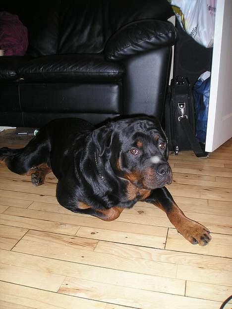Rottweiler tyson billede 2