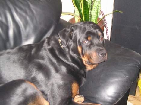 Rottweiler tyson billede 3