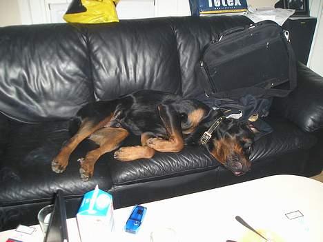 Rottweiler tyson billede 4