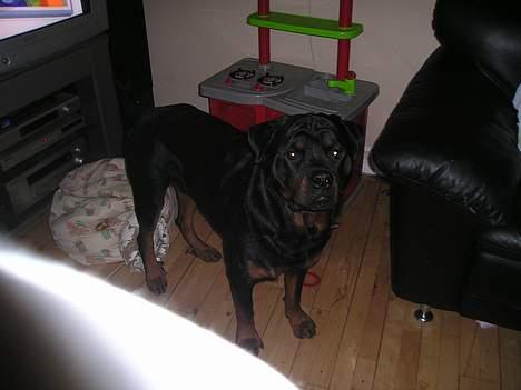 Rottweiler tyson billede 5