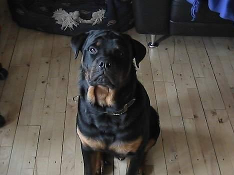 Rottweiler tyson billede 6