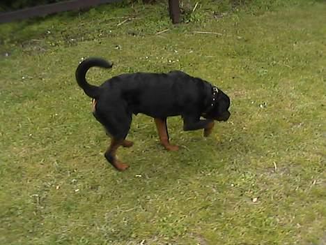 Rottweiler tyson billede 7