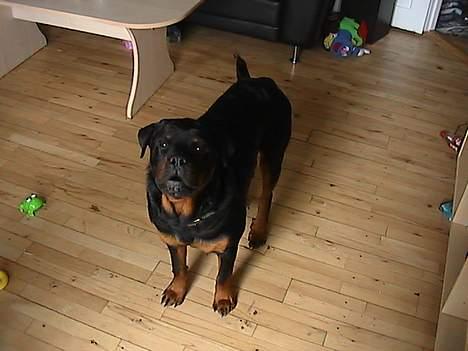 Rottweiler tyson billede 8