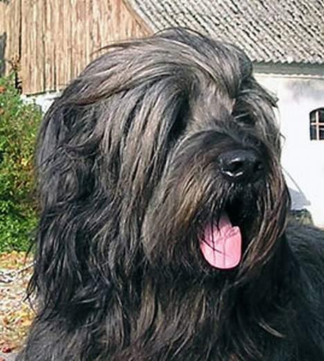 Briard Cody billede 5
