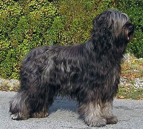 Briard Cody - Flot fyr... billede 6