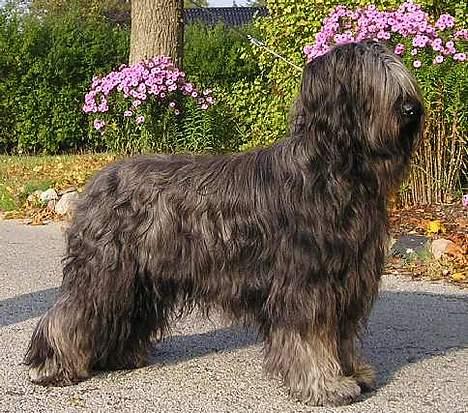 Briard Cody - Hvad kan man sige.... LÆKKER billede 7