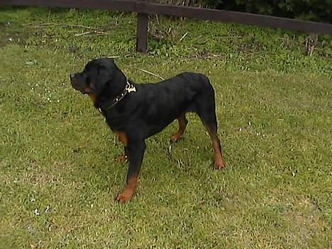 Rottweiler tyson billede 10
