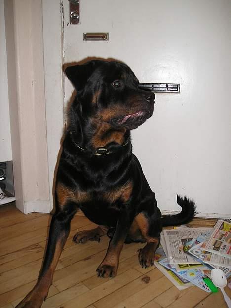 Rottweiler tyson billede 11