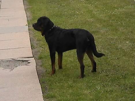 Rottweiler tyson billede 12