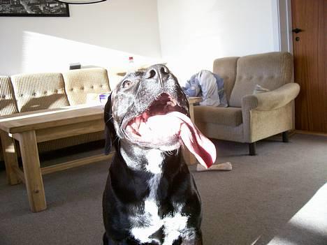 Blanding af racer BonZo billede 10