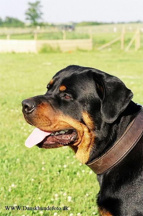 Rottweiler *Simba* (Cue Beat) billede 8