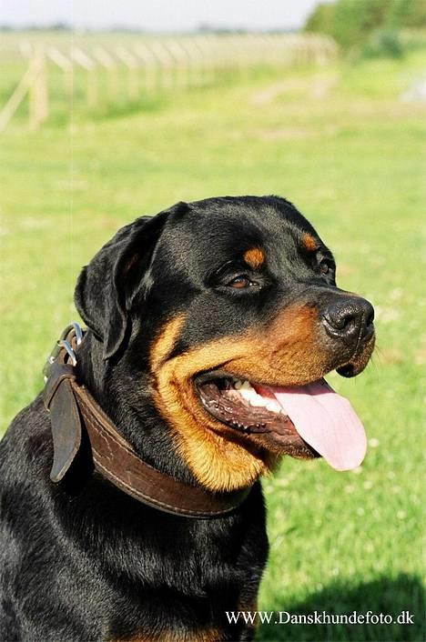 Rottweiler *Simba* (Cue Beat) billede 9