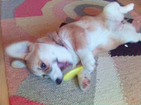 Welsh corgi pembroke Dicte billede 13