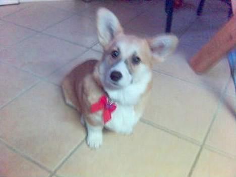 Welsh corgi pembroke Dicte billede 14