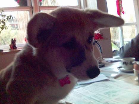 Welsh corgi pembroke Dicte billede 15