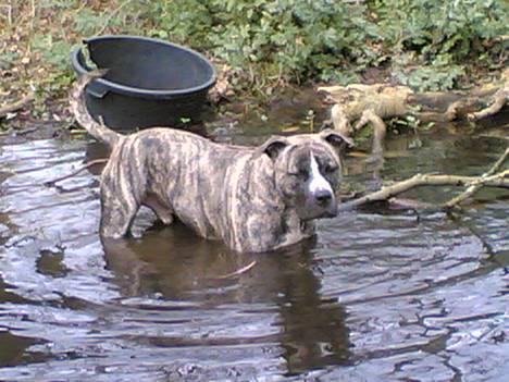 Amerikansk staffordshire terrier #SUMO# billede 12