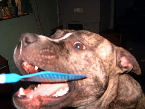 Amerikansk staffordshire terrier #SUMO# billede 13