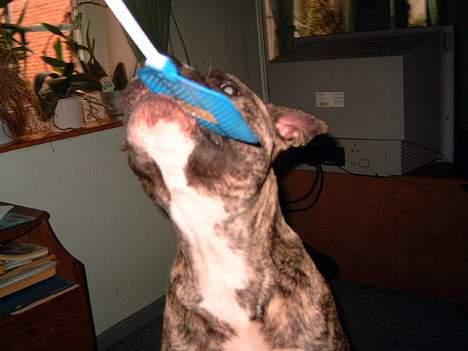 Amerikansk staffordshire terrier #SUMO# billede 14