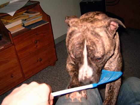 Amerikansk staffordshire terrier #SUMO# billede 15