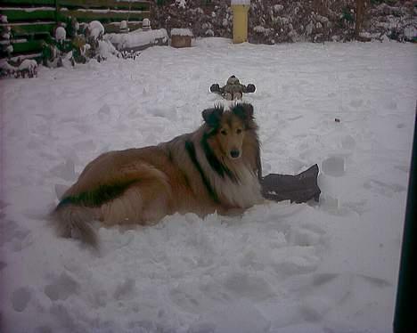 Collie langhåret Vicky - 19.januar og vintervejr billede 15