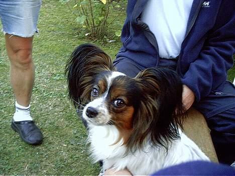 Papillon Lucky Dog Unibella of Evi - Ville du noget mor.... billede 3