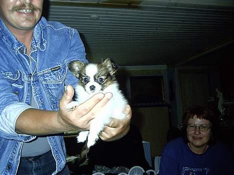 Papillon Lucky Dog Unibella of Evi - Her er jeg lige kommet hjem, kun 8,5 uger gammel... billede 4