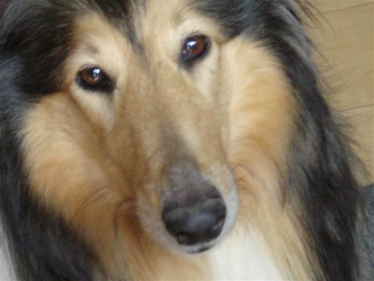 Collie langhåret Vicky - Sommer 09 billede 16