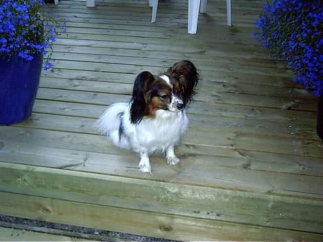 Papillon Lucky Dog Unibella of Evi - Passer lige på haven... billede 5