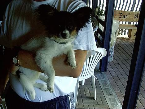 Papillon Lucky Dog Unibella of Evi - Søster viva... billede 6