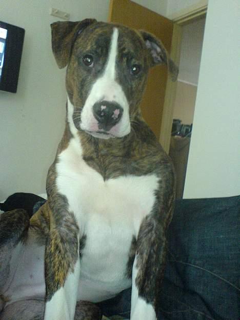 Amerikansk bulldog Lester - lige vågnet billede 14