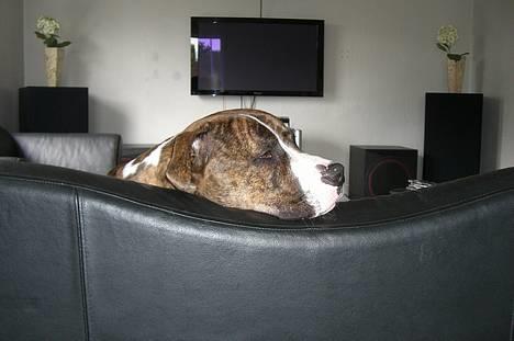 Amerikansk bulldog Lester - når man ikke må se animal planet kan man jo bare sidde og være sur billede 15