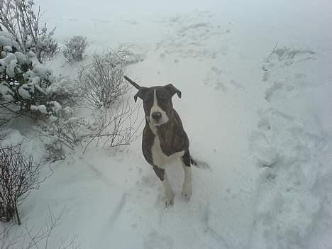 Amerikansk bulldog Lester - ude i sneen billede 16