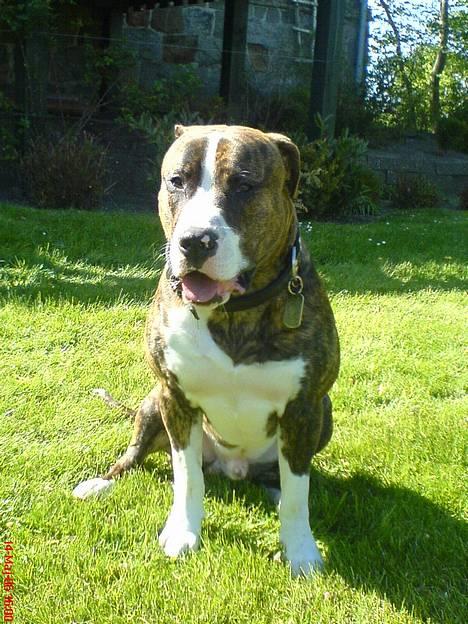 Amerikansk bulldog Lester - lige ude og løbe i haven billede 17