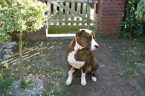 Amerikansk bulldog Lester - 20 september 2006 billede 18