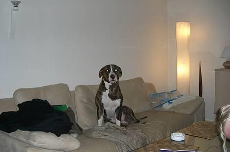 Amerikansk bulldog Lester - har lige smagt på 2 par af mors sko så hun er ikke så glad billede 19