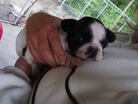 Fransk bulldog Zeus R.I.P billede 6