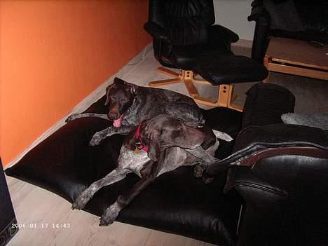 Korthåret hønsehund Seb - sako og sebber som ligger og er trætte billede 8