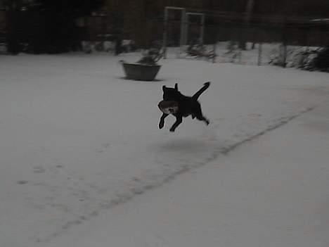 Rottweiler tyson billede 13