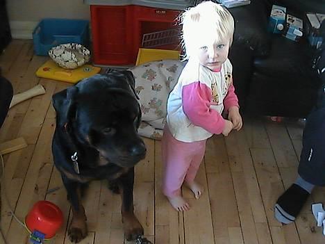 Rottweiler tyson billede 14